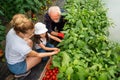 Grandfather growing organic fresh vegetables with grandchildren and family at family farm Royalty Free Stock Photo