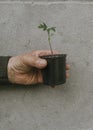 Grandfather holds in his old wrinkled hand a black pot with a green plant Royalty Free Stock Photo