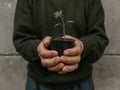 Grandfather holds in his old wrinkled hand a black pot with a green plant Royalty Free Stock Photo