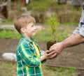 Grandfather transmits to his grandson cedar sapling Royalty Free Stock Photo