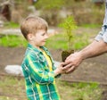 Grandfather transmits to his grandson cedar sapling Royalty Free Stock Photo