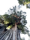 Looking up at a Giant Redwood Tree