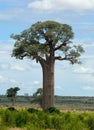 Grandidier's baobab