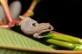 Grandidier's gecko, Geckolepis typica, Kivalo Morondava Madagascar wildlife Royalty Free Stock Photo