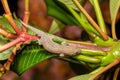 Grandidier's gecko, Geckolepis typica, Kivalo Morondava Madagascar wildlife Royalty Free Stock Photo