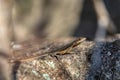 Grandidier\'s Madagascar swift, Oplurus grandidieri, Anja Community Reserve. Madagascar wildlife