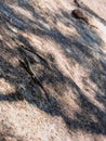 The Grandidier\'s Madagascar swift, Oplurus grandidieri, sits on a large rock outcropping. Ranomafana, Madagascar