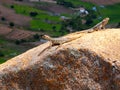 The Grandidier\'s Madagascar swift, Oplurus grandidieri ..sitting on a high rock. Andringitra National Park, Madagascar