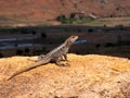 The Grandidier\'s Madagascar swift, Oplurus grandidieri.sitting on a high rock. Andringitra National Park, Madagascar