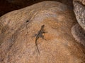 Grandidier\'s Madagascar swift, , sitting on a large rock, Ambalavao, Andringitra National Park, Madagascar