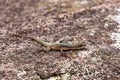 Grandidier\'s Madagascar swift, Oplurus grandidieri, Tsingy De Bemaraha. Madagascar wildlife