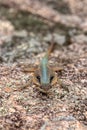 Grandidier\'s Madagascar swift, Oplurus grandidieri, Tsingy De Bemaraha. Madagascar wildlife