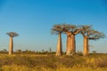 Beautiful Baobab trees at sunset at the avenue of the baobabs in Madagascar