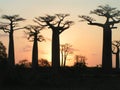 Grandidiers Baobabs