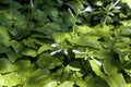 Grandiflora Hosta  822819 Royalty Free Stock Photo