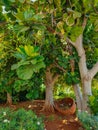 Grandleaf seagrape tree on Cyprus Royalty Free Stock Photo