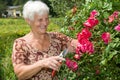 grandma is cutting flowers and red roses in garden