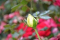 Grandma`s Yellow Rose Bud