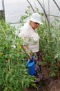 Grandma is watering tomatoes