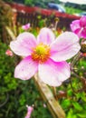 Grandmas Beautiful Garden Flowers Royalty Free Stock Photo