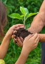 The grandmother and the child are holding a plant sprout in their hands. Selective focus. Royalty Free Stock Photo