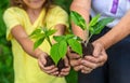 The grandmother and the child are holding a plant sprout in their hands. Selective focus. Royalty Free Stock Photo