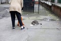 An grandmother feeds stray cats. A caring old lady and stray cats on the street. Taking care of stray animals Royalty Free Stock Photo