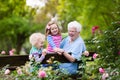 Grandmother and kids sitting in rose garden Royalty Free Stock Photo