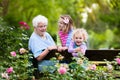 Grandmother and kids sitting in rose garden Royalty Free Stock Photo