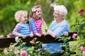 Grandmother and kids sitting in rose garden Royalty Free Stock Photo