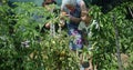 Grandmother teaching grandchildren how to garden during a sunny day