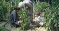 Grandmother teaching grandchildren how to garden during a sunny day