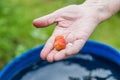 Grandmother treats her grandson with strawberries in her country house garden,