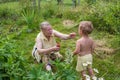 Grandmother treats her grandson with strawberries in her garden, picking berries