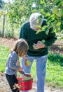Grandpa and child picking apples in Michigan