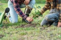 Grandpa with grandson planting oak sapling into the ground among other trees in the forest. Save the nature concept. Royalty Free Stock Photo