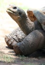 Grandpa Tortoise Royalty Free Stock Photo