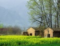 A grange in a field of cole flowers Royalty Free Stock Photo