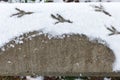 Granit with footprints from a bird in snow