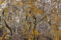 Granit stone with lichen, background Royalty Free Stock Photo