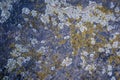 Granit texture lichen Royalty Free Stock Photo