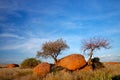 Granite boulders and trees, Namibia Royalty Free Stock Photo