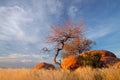 Granite boulders and trees, Namibia Royalty Free Stock Photo