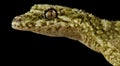 Granite leaf-tailed gecko Saltuarius wyberba