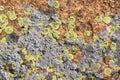 Granite mossy, texture, close-up Royalty Free Stock Photo