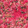 Granite Pink Background. Photo for Wallpaper or Design. Natural Stone Texture