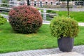 Granite pot with an evergreen bush on a pedestrian sidewalk. Royalty Free Stock Photo