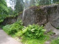 Granite rock with the ferns in the Park of Monrepos 1