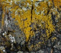 A granite rock formation covered in Sunburst Lichen Royalty Free Stock Photo