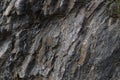 granite rock, quartz and nickel streaks Royalty Free Stock Photo